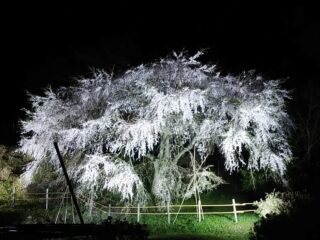 『天神山の大しだれ桜』夜間ライトアップについてのお知らせ