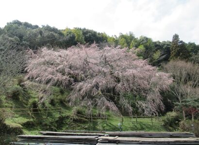 天神山のしだれ桜祭り開催（3/23追記）