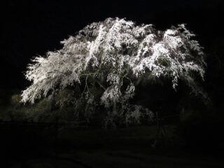 しだれ桜祭りライトアップ期間延長のお知らせ！