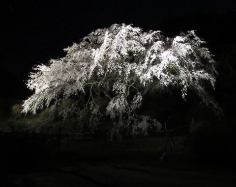 しだれ桜祭りライトアップ日時変更のお知らせ！