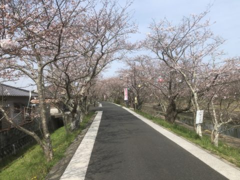 岩丸川の桜並木
