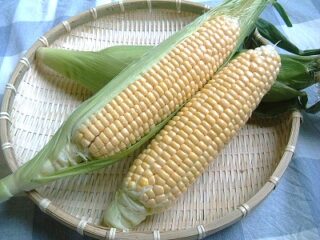 メタセの杜「スイートコーン祭り」開催